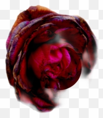 Freetoeditremix Free Dead Rose - Hybrid Tea Rose Png,Dead Rose Png
