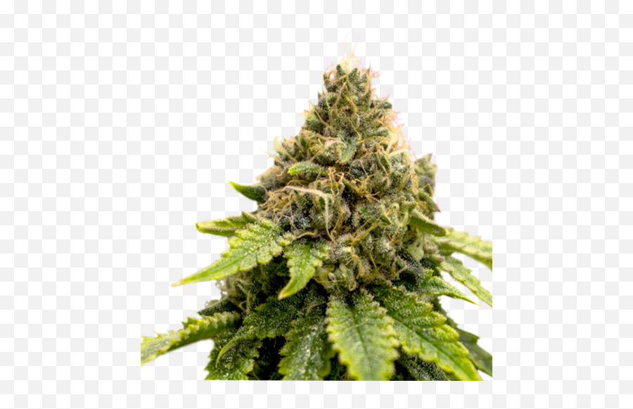 Karelu0027s Dank - Cannabis Png,Dank Png