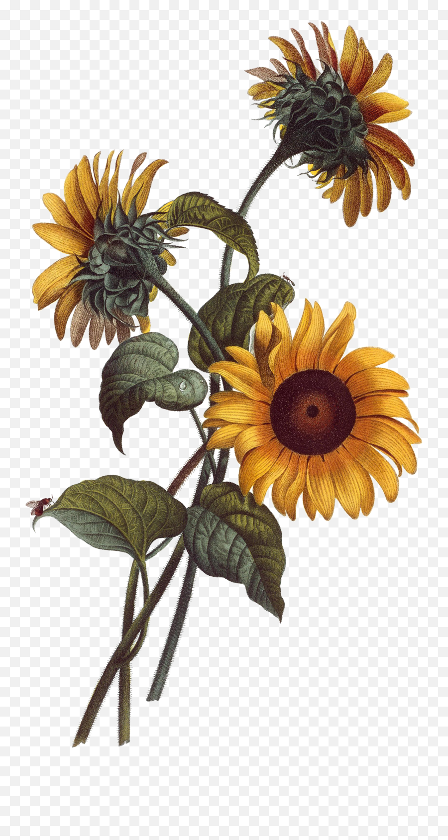 Watercolor Painting Drawing Botanical - Transparent Watercolor Sunflower Drawing Png,Botanical Png