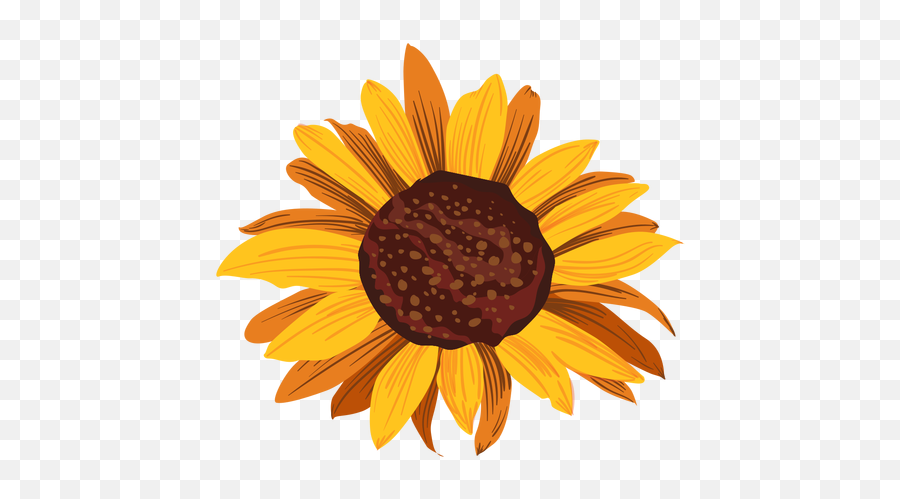 Sunflower Head Drawing - Transparent Png U0026 Svg Vector File Good Morning Your Little Ray Of Sarcastic Sunshine,Sunflower Transparent Background