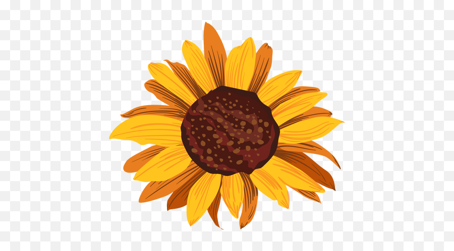 Free Free 231 Clear Background Sunflower Bouquet Svg SVG PNG EPS DXF File