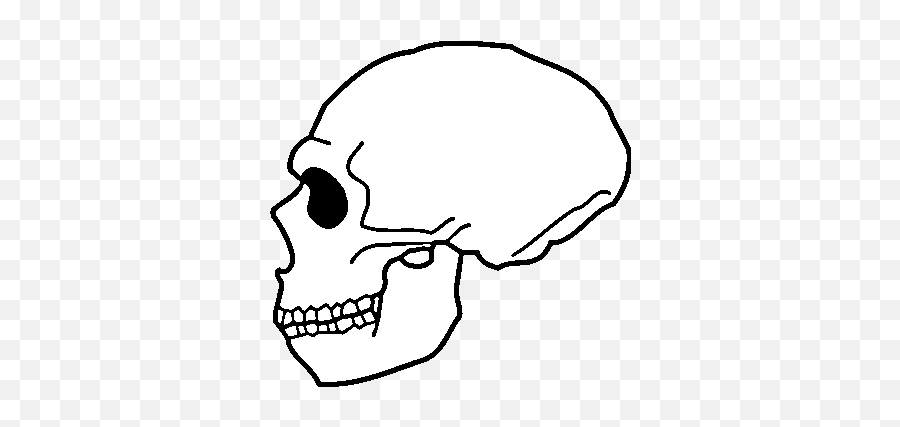 Neanderthalensis Skull - Clip Art Png,White Skull Png