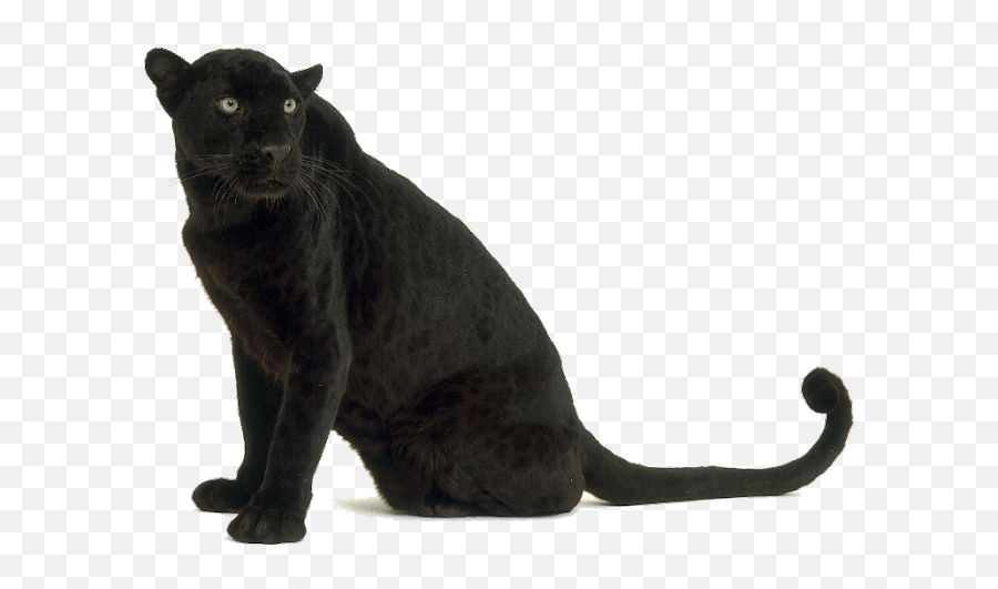 Black Leopard Images - Black Panther Animal Png,Panther Transparent Background
