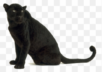 Black Leopard Images - Panther Animal Png