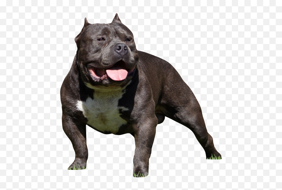 Bully Dog - Bully Dog Png,Bull Dog Png