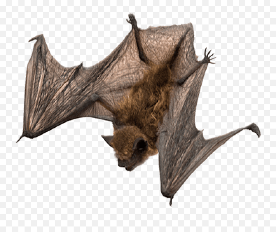 Bats Transparent Png Images - Bat Png,Bats Png