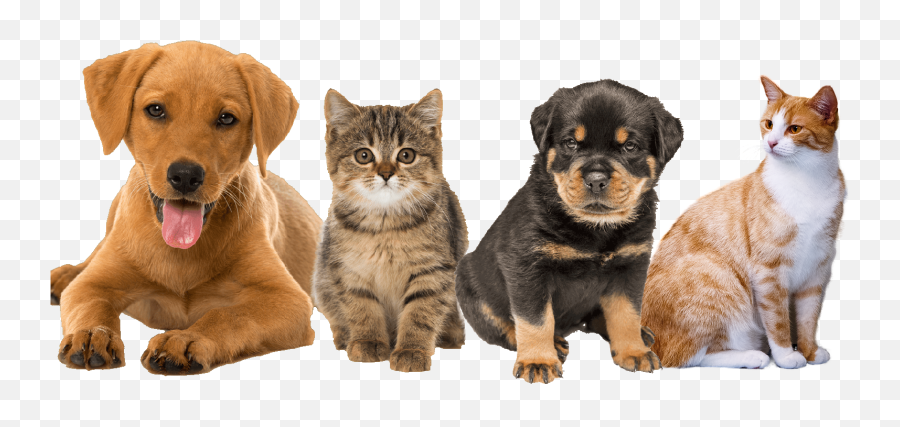 Lenexa Vet - Dogs Cats And Guinea Pigs Png,Veterinarian Png