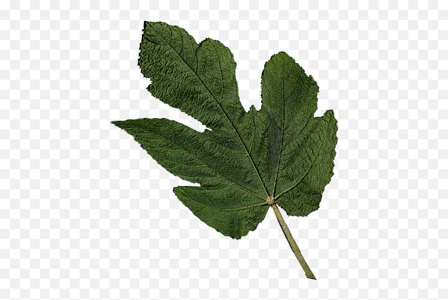 Fig Leaf 3d Cad Model Library Grabcad - Fig Tree Leaves Png,Fig Png