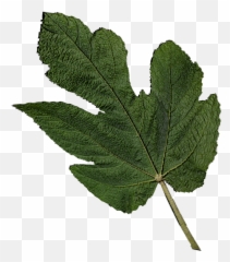 Fig Leaf 3d Cad Model Library Grabcad - Fig Tree Leaves Png,Fig Png