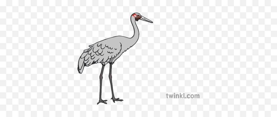 Brolga Australian Crane Bird Ks1 Illustration - Twinkl Long Png,Crane Bird Png
