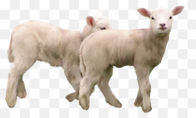 Goat Png Goats