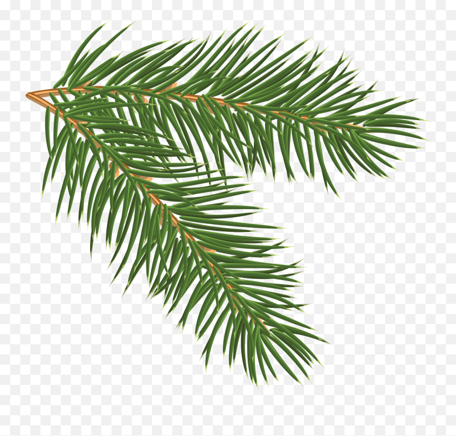 Christmas Tree Branch Png Freeuse - Pine Branch Png,Pine Branch Png