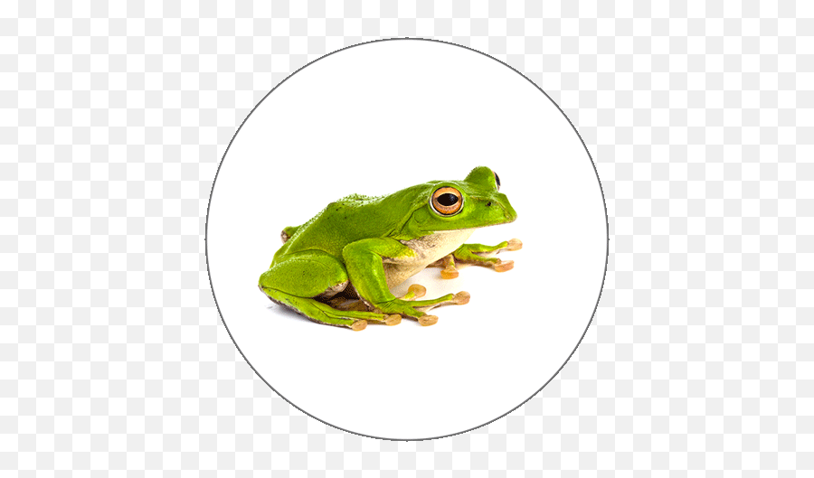 Learn Arabic Alphabets - Tree Frog Png,Ar 15 Icon