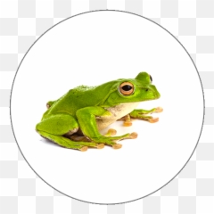 Learn Arabic Alphabets - Tree Frog png