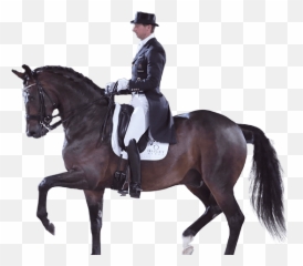 Custom Saddlery - Bridle png