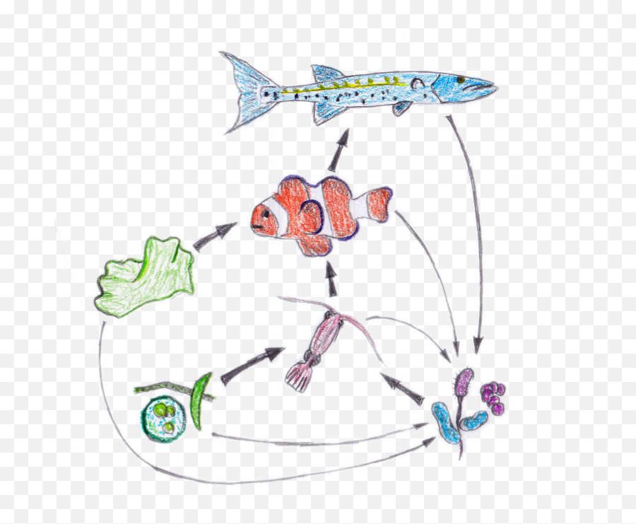 Food Web Nemo - Food Chain Of A Clownfish Png,Nemo Png