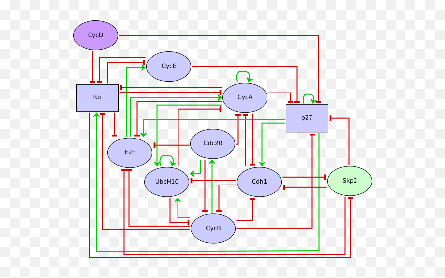 Cell Cycle Ginsim - Boolean Model Cell Cycle Png,G2a Icon