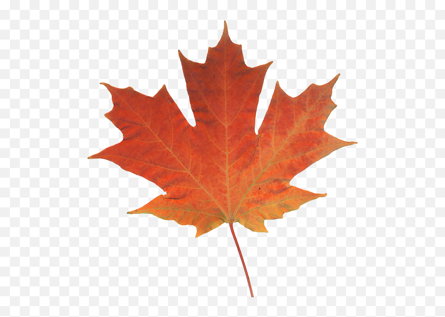 Maple Leaf Autumn Color Canada - Real Pictures Of Leaves Png,Canada Maple Leaf Png