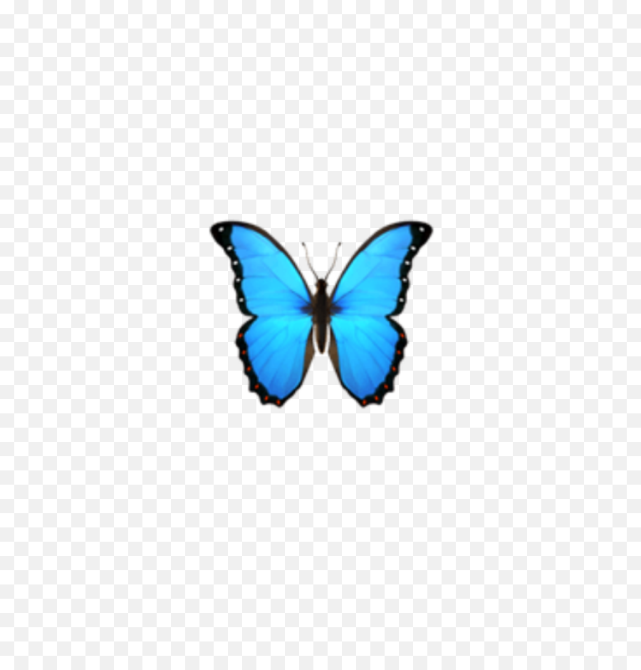 Butterfly Emoji Domain Iphone Ios - Butterfly Emoji Png Transparent,Blue Butterflies Png