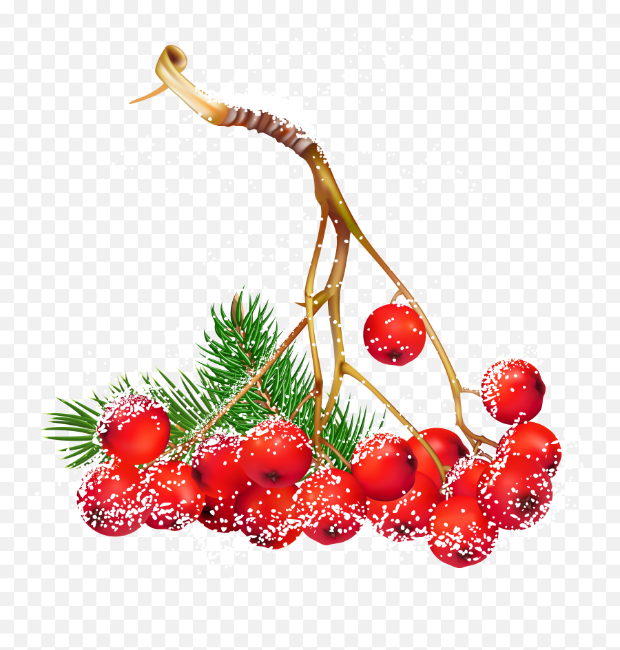 Christmas Holly Berry Png Free - Christmas Red Berries Illustration,Christmas Holly Png