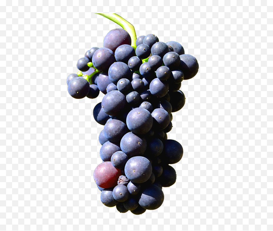 Uvas Png Transparent Uvaspng Images Pluspng - Uvas,Hojas Png