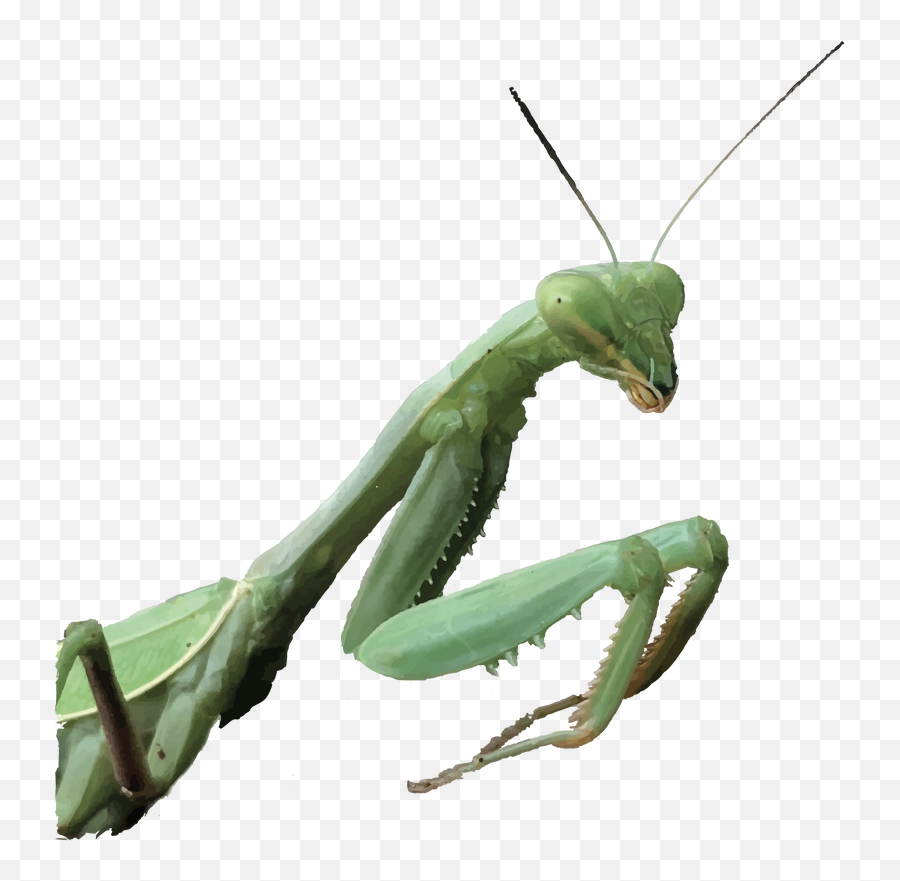 Green Mantis Group - Home Mantidae Png,Mantis Png