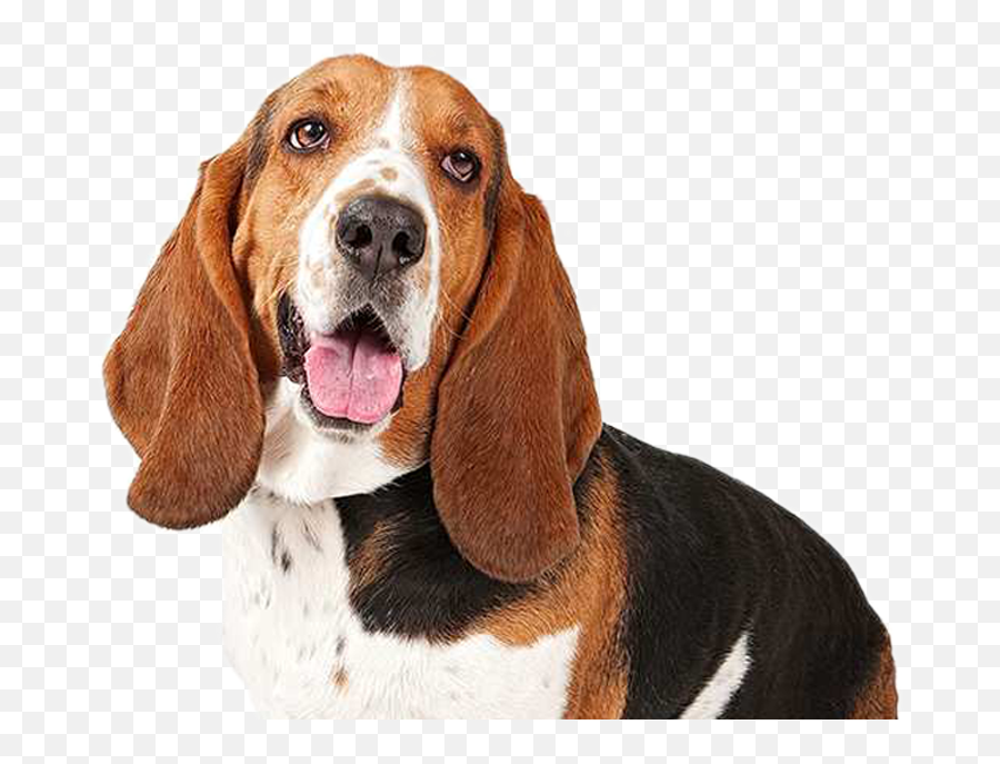 Hd Welcome To Hounds Haven - Basset Houn 1251112 Png Basset Hound Png,Beagle Png