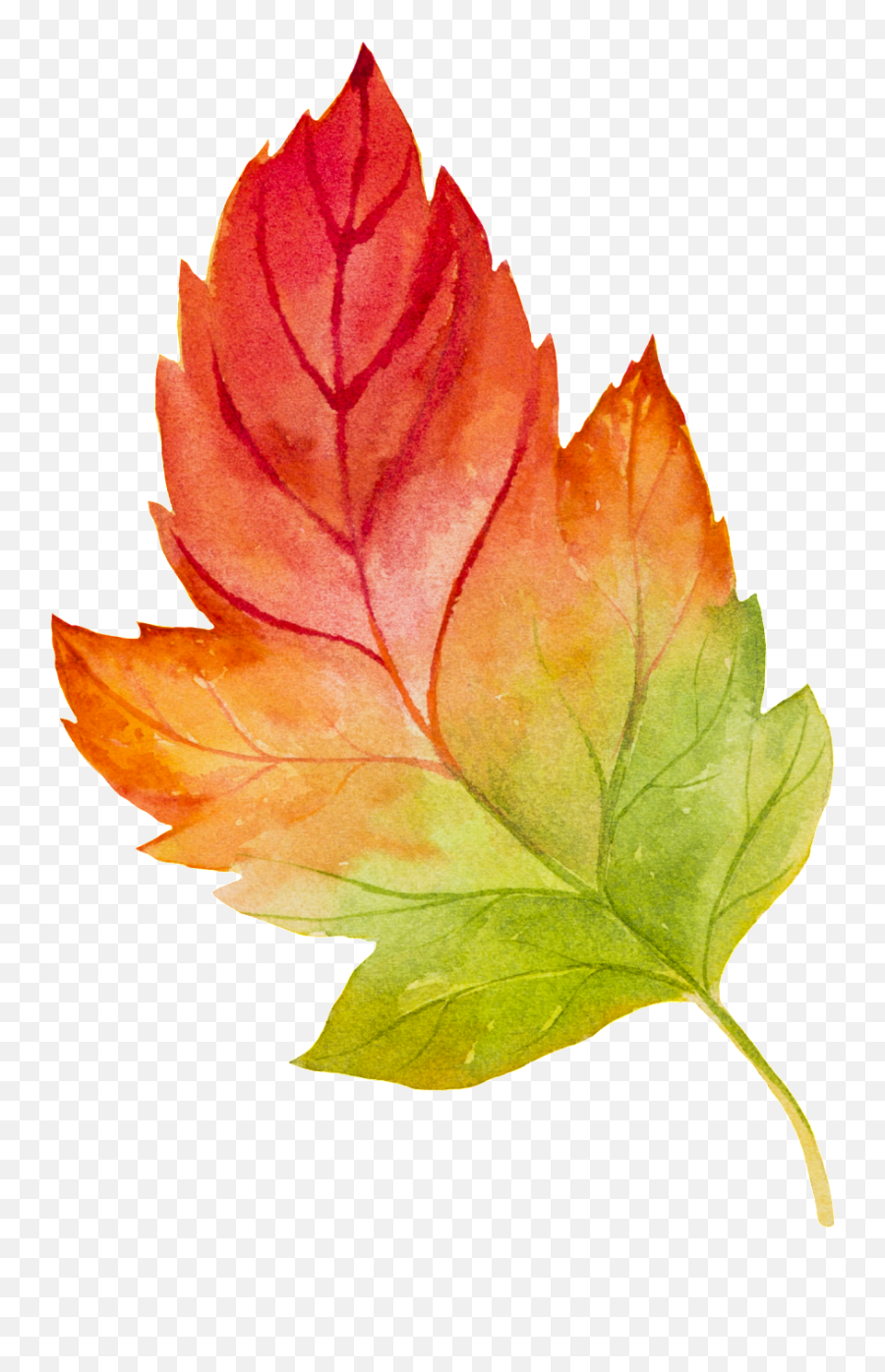Graphics Is Hand Painted Watercolor - Maple Leaf Watercolour Transparent Png,Maple Leaf Png