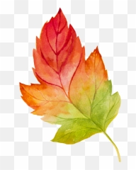 Graphics Is Hand Painted Watercolor - Maple Leaf Watercolour Transparent png