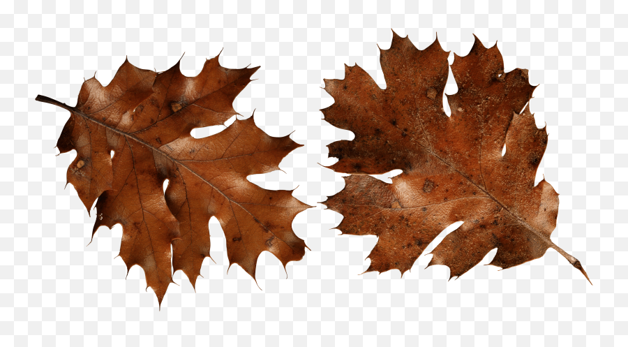Download Autumn Png Leaf Hq Image - Brown Autumn Leaf Png,Autumn Leaves Png