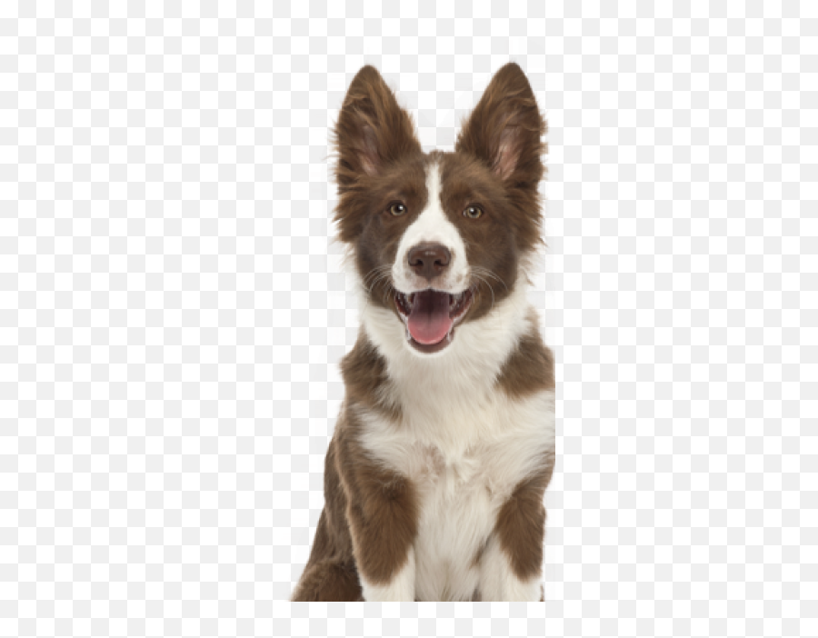 Cachorro Png And Vectors For Free Download - Dlpngcom Border Collie 5 Meses,Cachorro Png