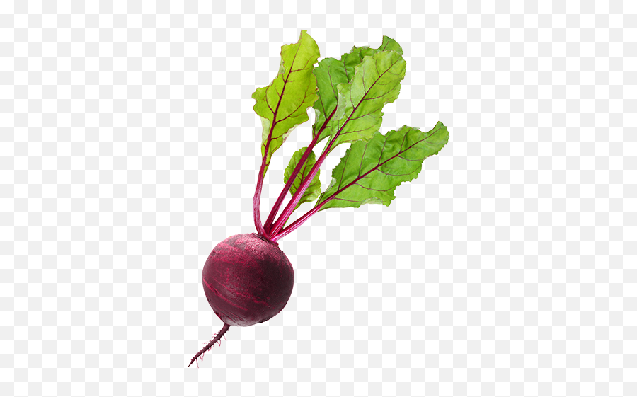 54 Beet Png Images Are Free To Download - Beet Png,Beet Png