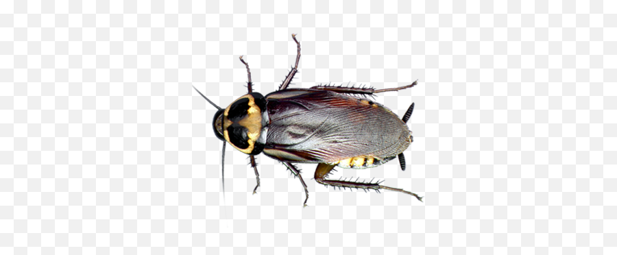 West Melbourne Fl Home Cockroach Exterminator Services - Common Bugs In Florida Png,Cockroach Transparent