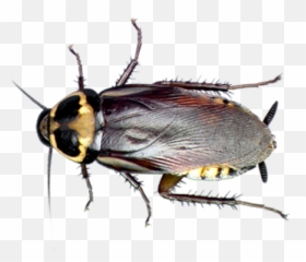 West Melbourne Fl Home Cockroach Exterminator Services - Common Bugs In Florida Png,Cockroach Transparent