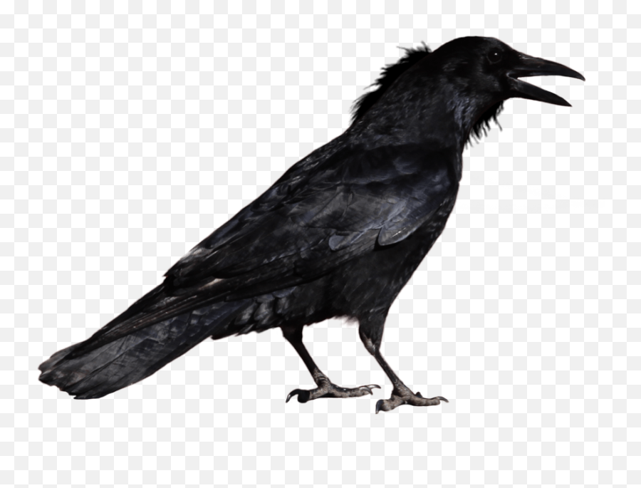 Crows Png 6 Image - Crow Standing Transparent Background,Crows Png