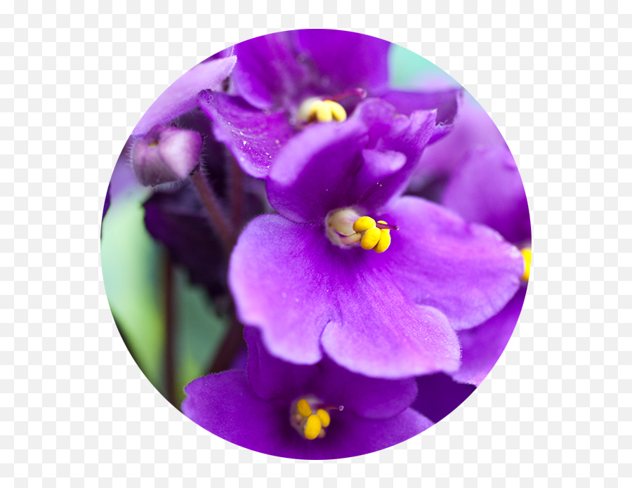 Violet - African Violets Png,Violets Png