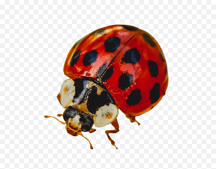 Ladybug Clipart - Ladybug Png,Ladybug Png