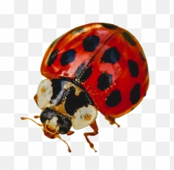 Ladybug Clipart - Ladybug Png,Ladybug Png