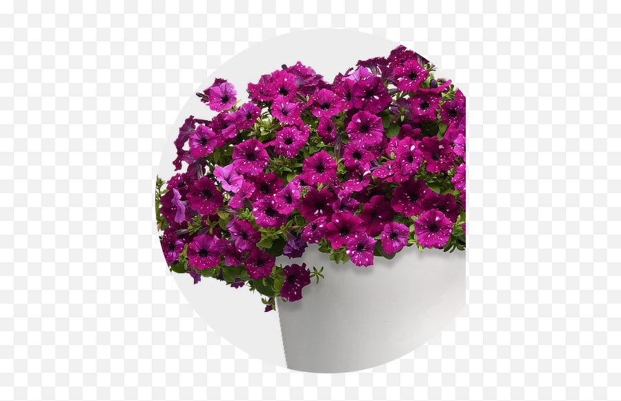 Selecta North America - Petunia Headliner Electric Purple Sky Png,Bougainvillea Png