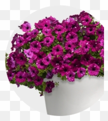 Selecta North America - Petunia Headliner Electric Purple Sky Png,Bougainvillea Png