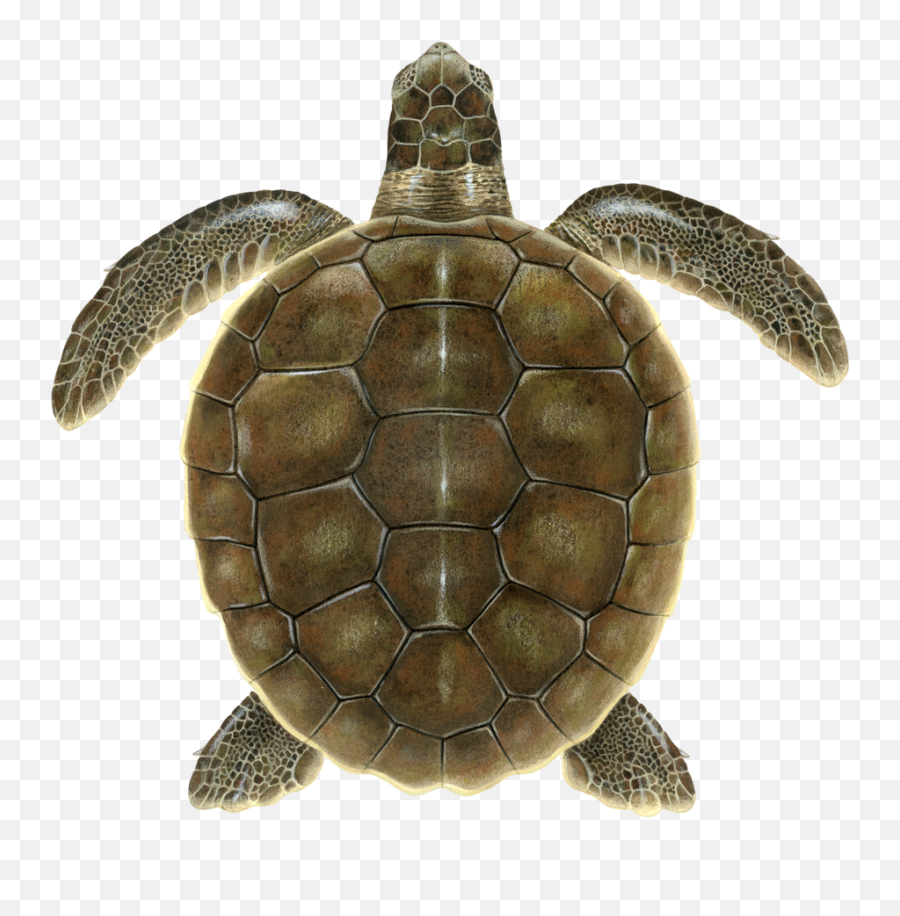 Flatback Upwell Png Turtle