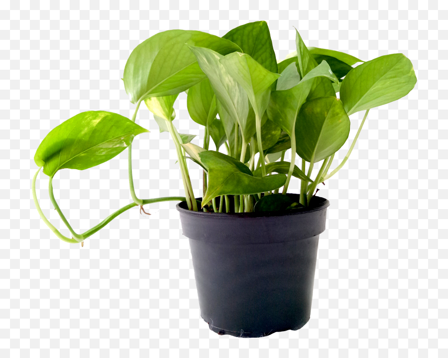 Money Plant Green - Transparent Money Plant Png,Green Plant Png