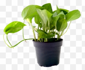 Money Plant Green - Transparent Png