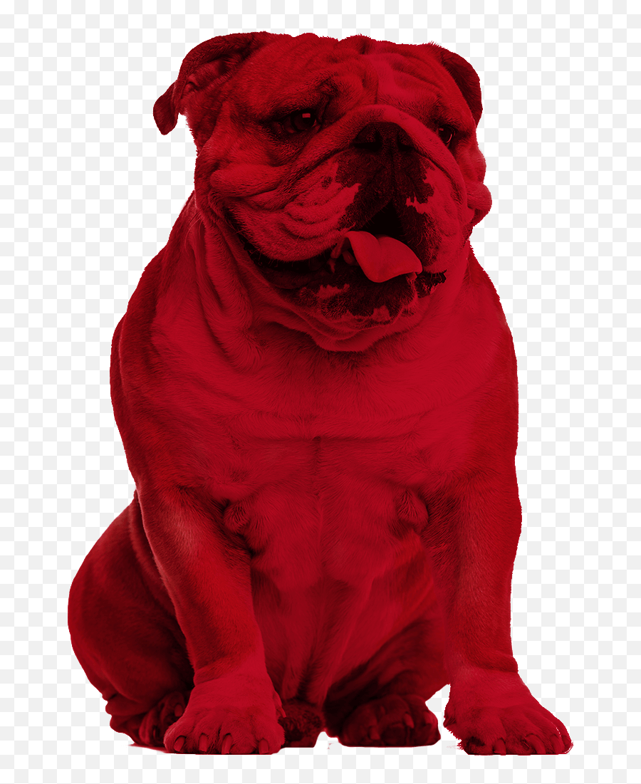 Bulldog Creative Services - Bulldog Red Png,Bulldog Png