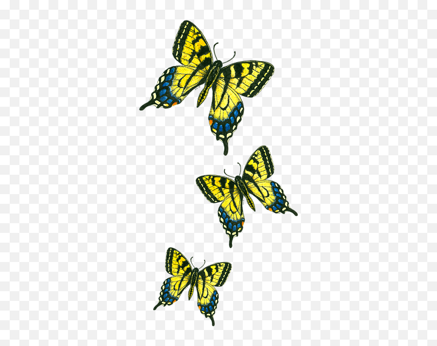 Download Papilio Machaon Hd Png - Uokplrs Clip Art,Watercolor Butterfly Png