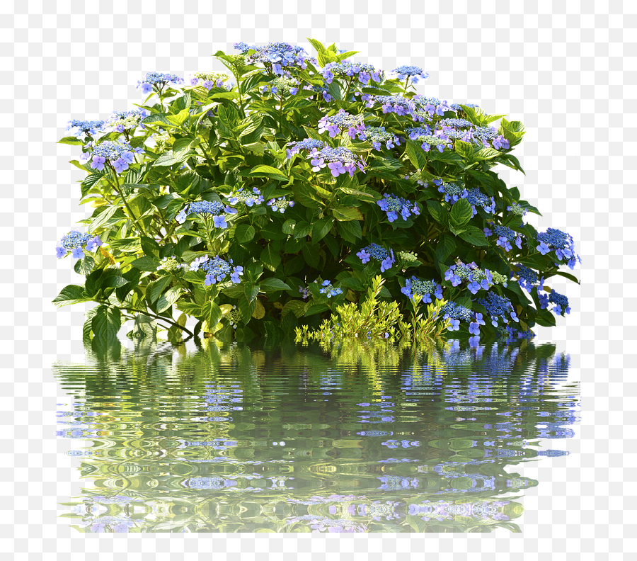 Groundcover Png Images - Free Png Library Lobelia,Shrubs Png
