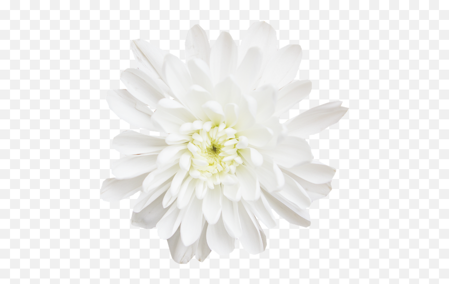 Download Chrysanthemums - Dahlia Png,Chrysanthemum Png
