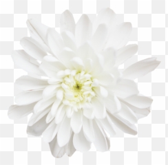 Download Chrysanthemums - Dahlia Png,Chrysanthemum Png
