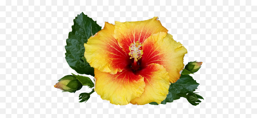 Download Hd Hibiscus Flower Tropical Plant Bloom - Red Transparent Tropical Flower Png,Tropical Flower Png