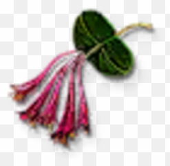 Honeysuckle Witcher Wiki Fandom Png